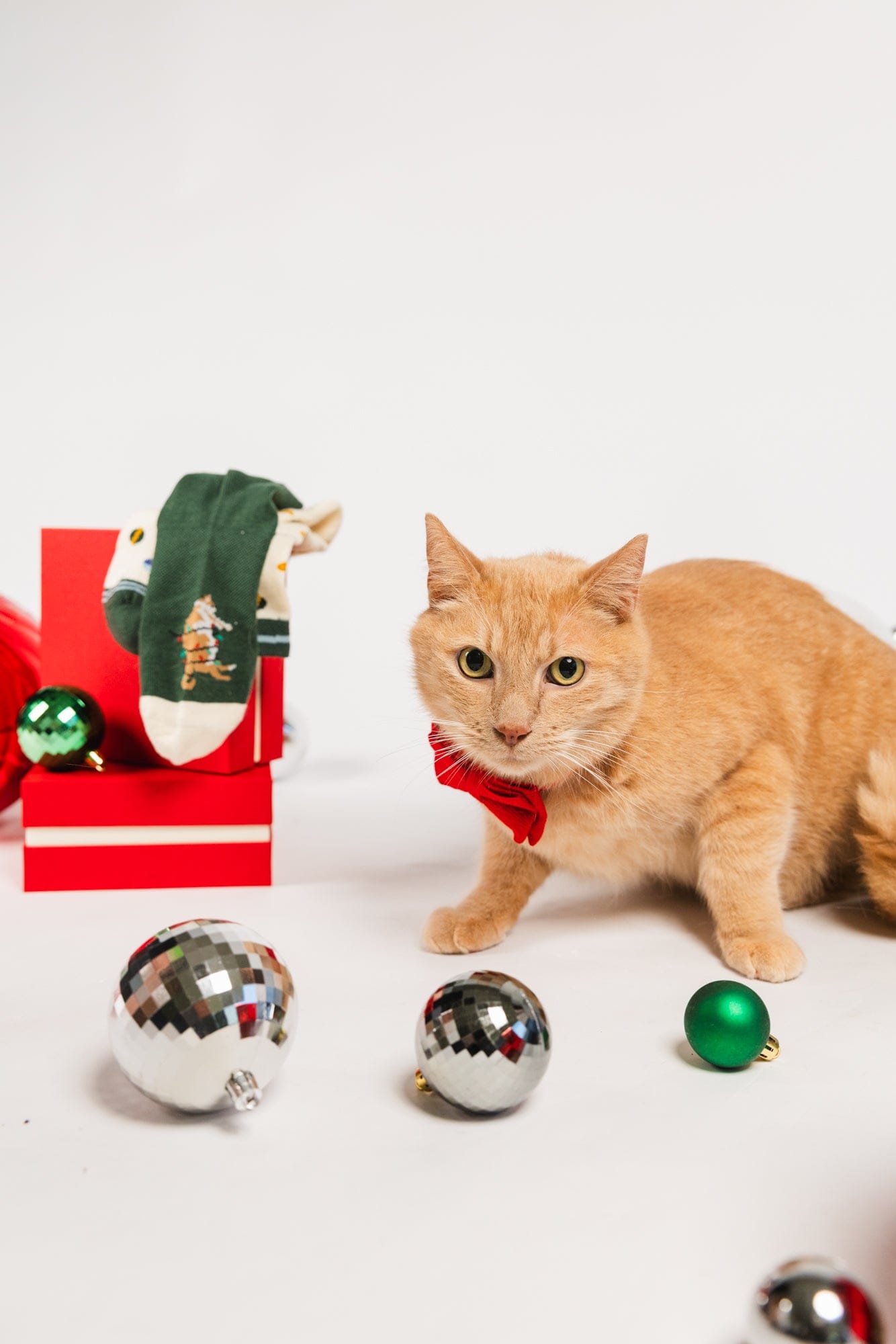 Lap Cat Collection Pack