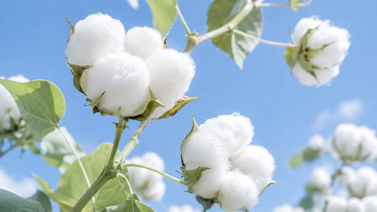 100% Organic Cotton